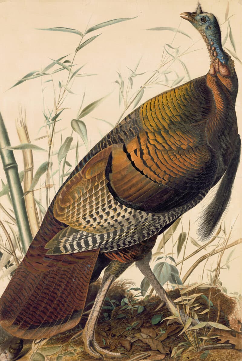 Audubon's Watercolors Pl. 1, Wild Turkey