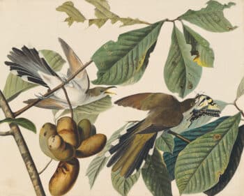 Audubon's Watercolors Pl. 2, Yellow-billed Cuckoo