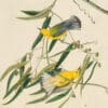 Audubon's Watercolors Pl. 3, Prothonotary Warbler