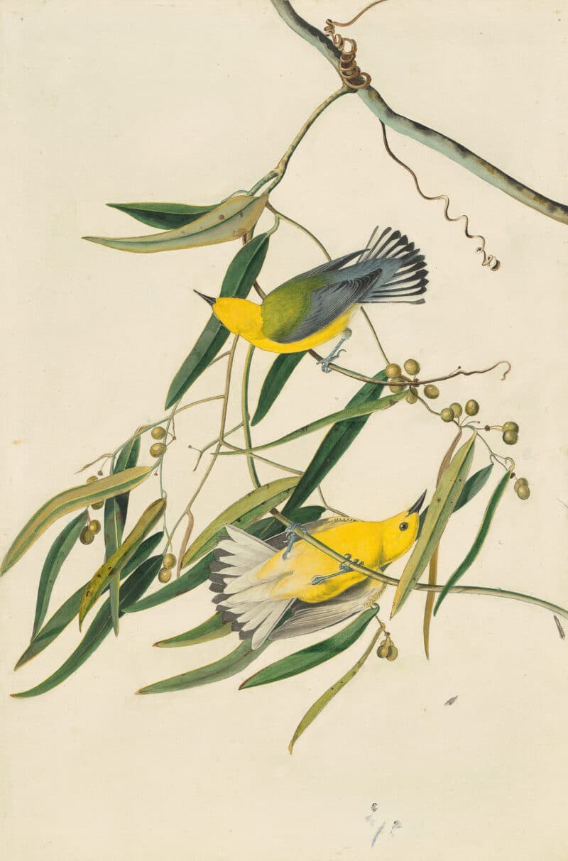 Audubon's Watercolors Pl. 3, Prothonotary Warbler