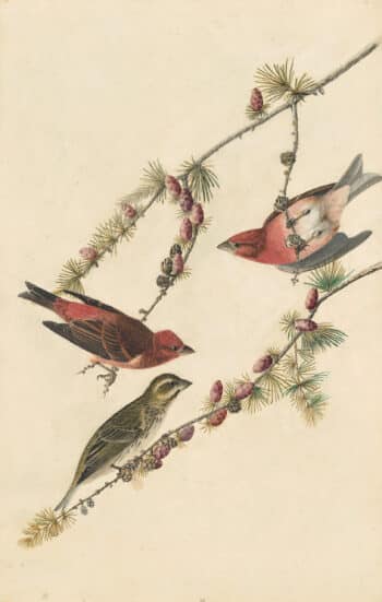Audubon's Watercolors Pl. 4, Purple Finch