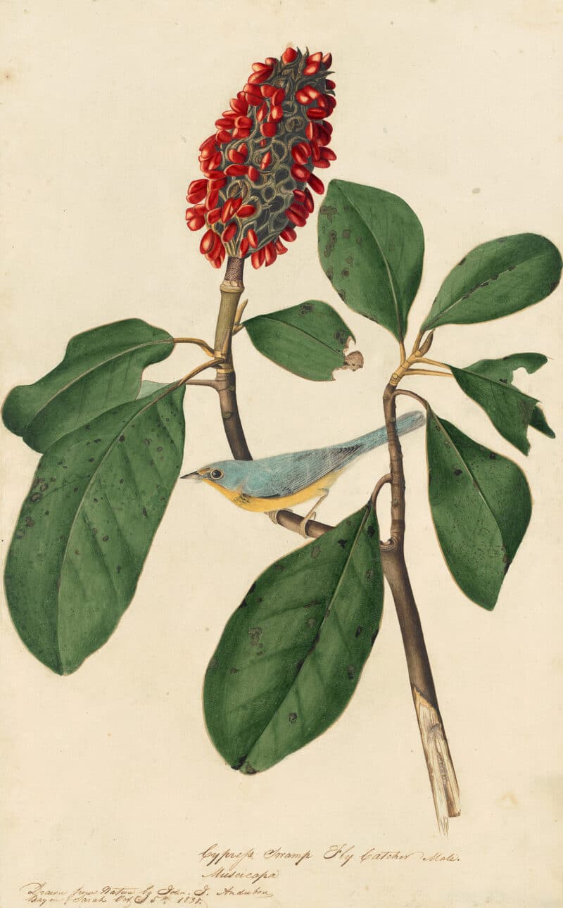 Audubon's Watercolors Pl. 5, Canada Warbler
