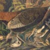 Audubon's Watercolors Pl. 6, Great American Hen & Young