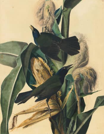 Audubon's Watercolors Pl. 7, Common Grackle