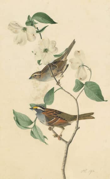 Audubon's Watercolors Pl. 8, White-throated Sparrow