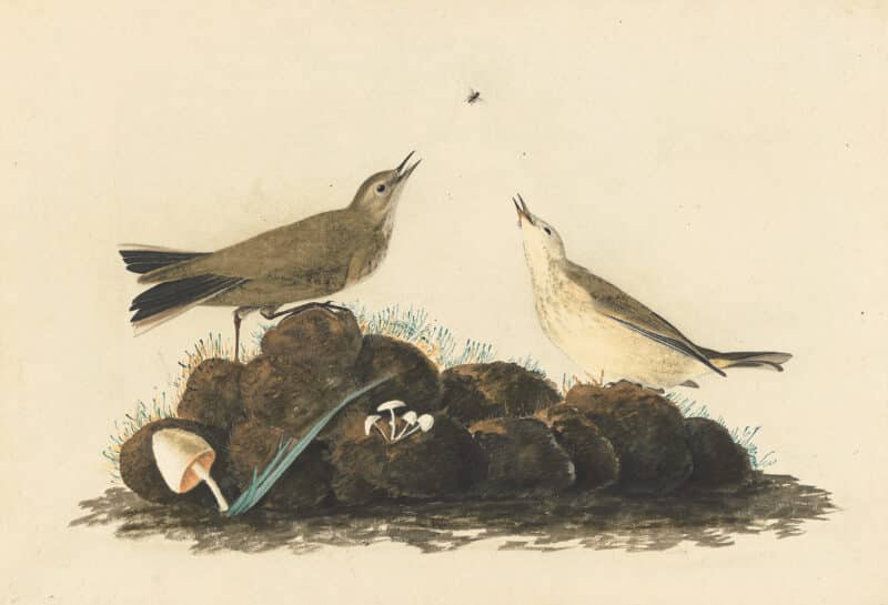 Audubon's Watercolors Pl. 10, Water Pipit