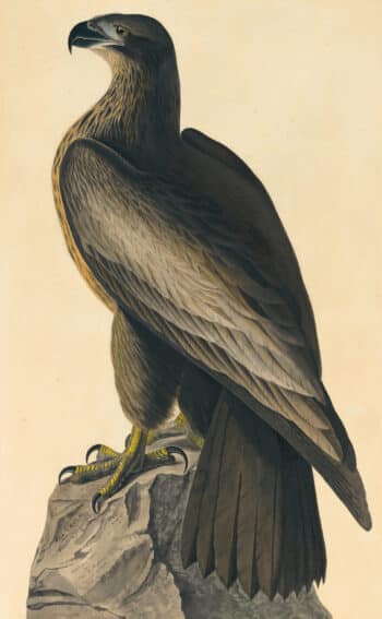 Audubon's Watercolors Pl. 11, Bird of Washington