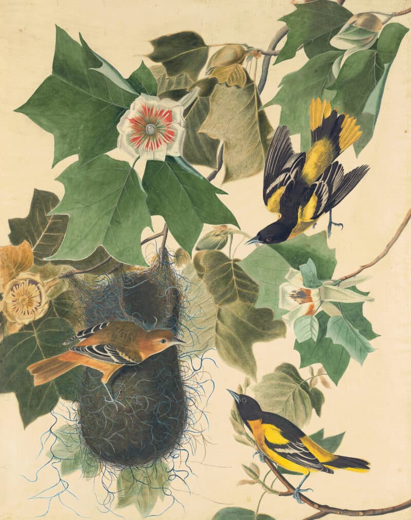 Audubon's Watercolors Pl. 12, Baltimore Oriole