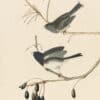 Audubon's Watercolors Pl. 13, Dark-eyed Junco