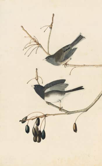 Audubon's Watercolors Pl. 13, Dark-eyed Junco