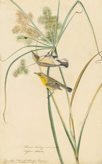 Audubon's Watercolors Pl. 14, Prairie Warbler