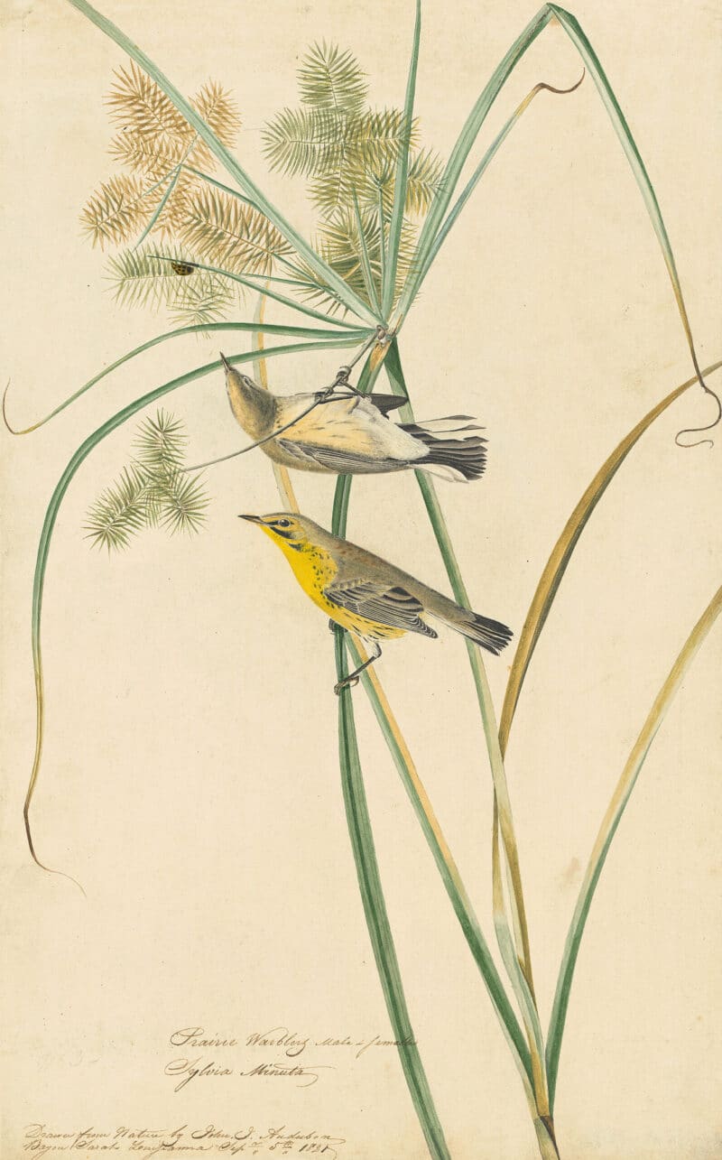 Audubon's Watercolors Pl. 14, Prairie Warbler