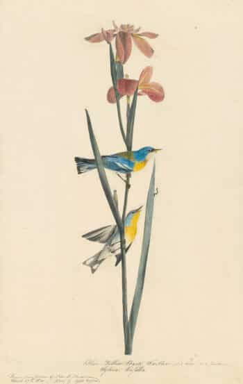 Audubon's Watercolors Pl. 15, Northern Parula