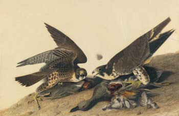 Audubon's Watercolors Pl. 16, Peregrine Falcon
