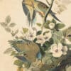 Audubon's Watercolors Pl. 17, Carolina Pigeon or Turtle Dove
