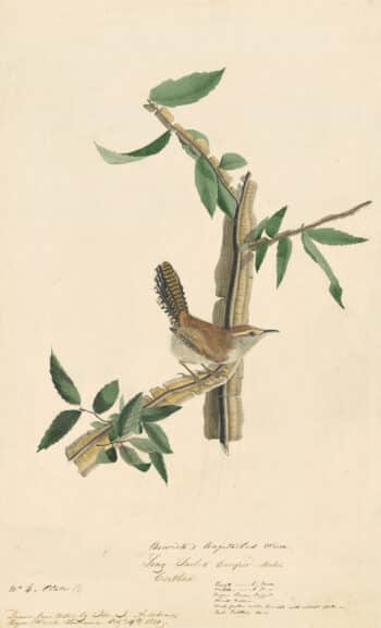 Audubon's Watercolors Pl. 18, Bewick's Wren