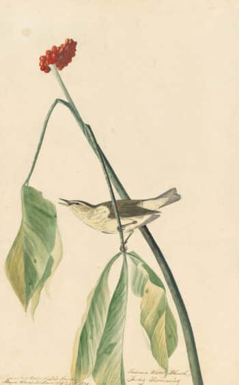 Audubon's Watercolors Pl. 19, Louisiana Waterthrush