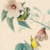 Audubon's Watercolors Pl. 20, Blue-winged Warbler