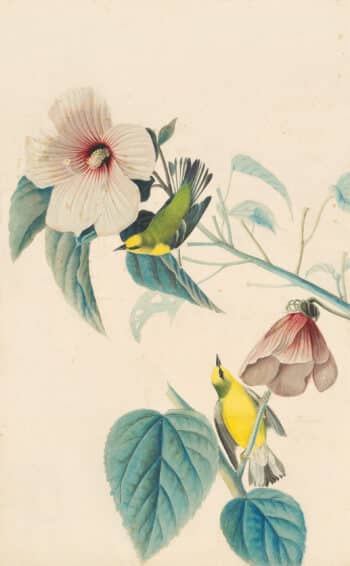 Audubon's Watercolors Pl. 20, Blue-winged Warbler