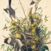 Audubon's Watercolors Pl. 21, Mocking Bird