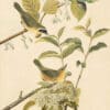 Audubon's Watercolors Pl. 23, Common Yellowthroat