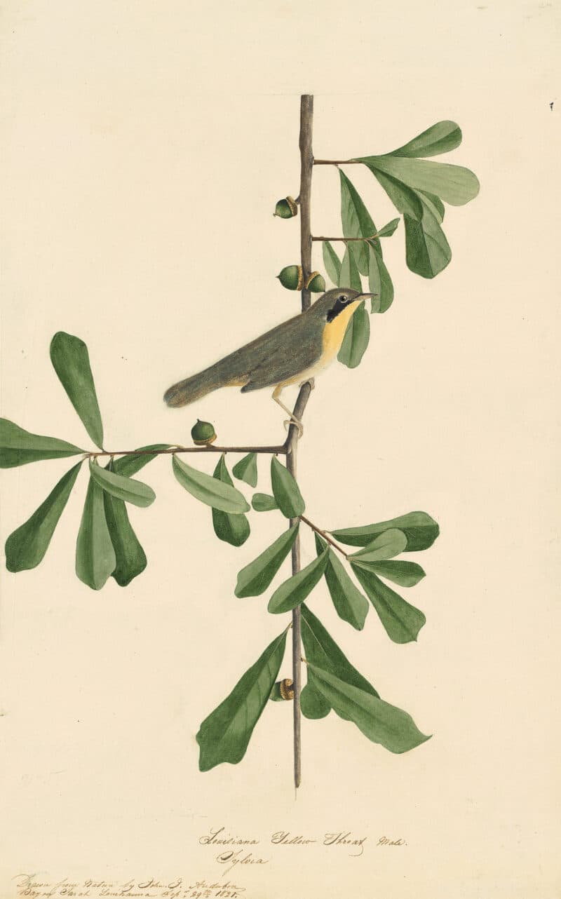Audubon's Watercolors Pl. 24, Common Yellowthroat