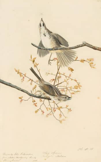 Audubon's Watercolors Pl. 25, Song Sparrow