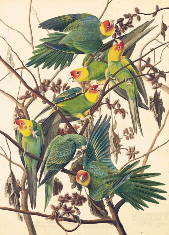 Audubon's Watercolors Pl. 26, Carolina Parrot