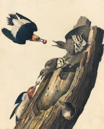 Audubon's Watercolors Pl. 27, Red-headed Woodpecker