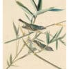 Audubon's Watercolors Pl. 28, Solitary Vireo