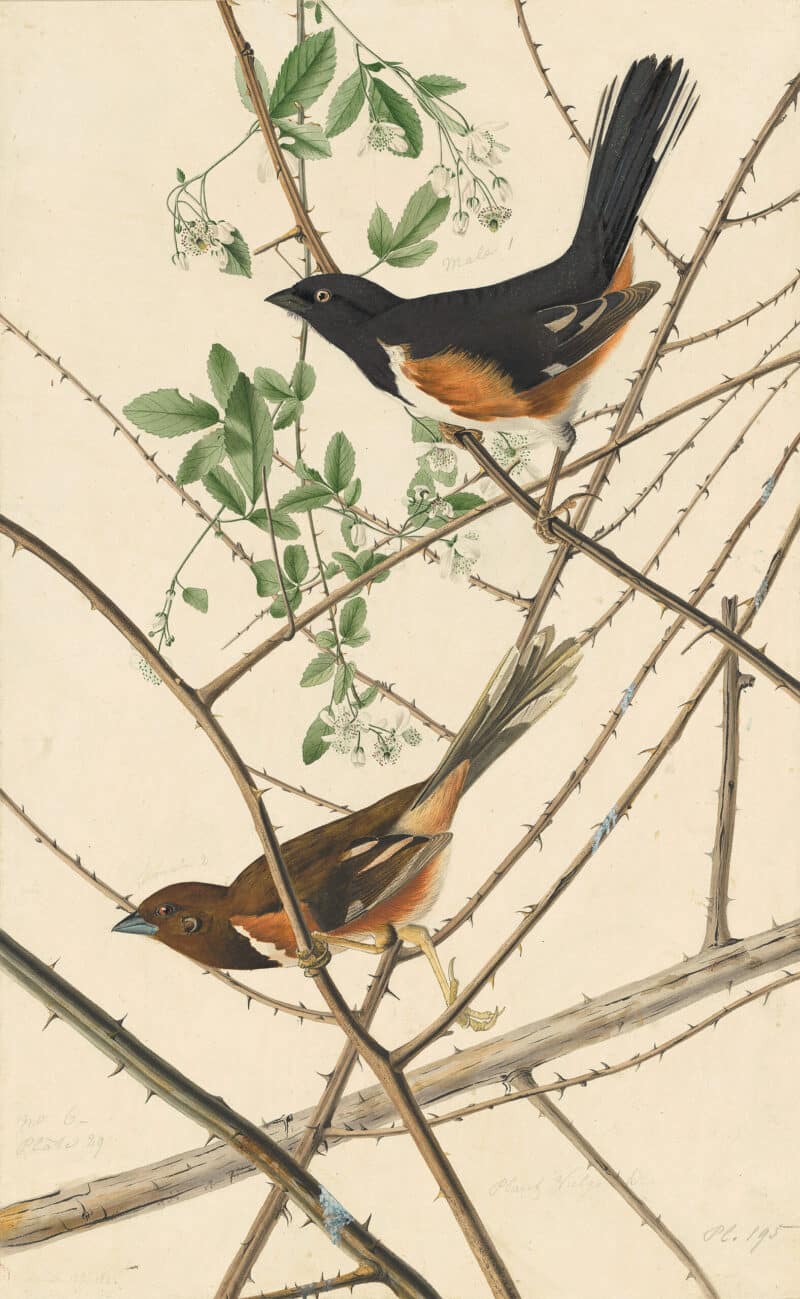 Audubon's Watercolors Pl. 29, Northern Towhee