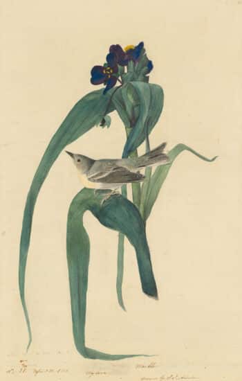 Audubon's Watercolors Pl. 30, Pine Warbler