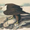 Audubon's Watercolors Pl. 31, White headed Eagle