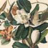 Audubon's Watercolors Pl. 32, Black-billed Cuckoo