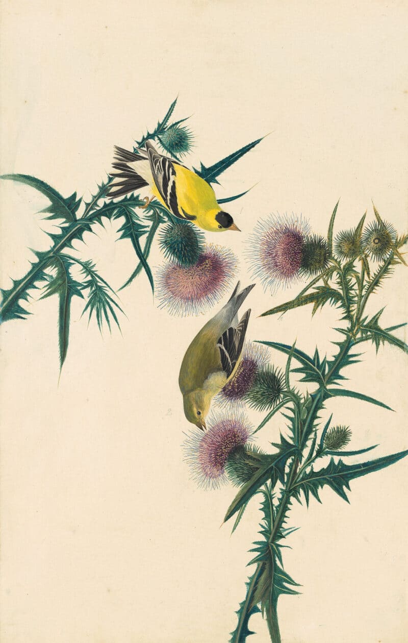 Audubon's Watercolors Pl. 33, American Goldfinch