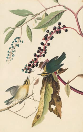 Audubon's Watercolors Pl. 34, Worm-eating Warbler
