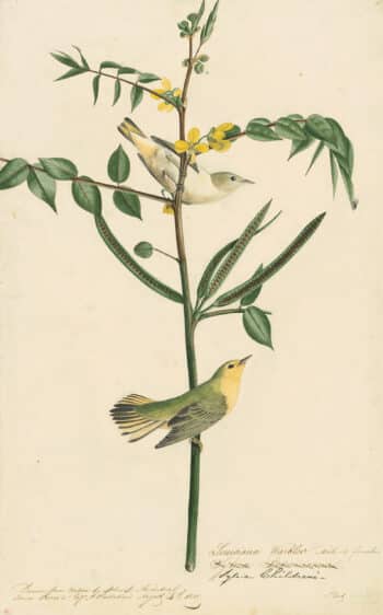 Audubon's Watercolors Pl. 35, Yellow Warbler