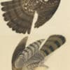 Audubon's Watercolors Pl. 36, Cooper's Hawk