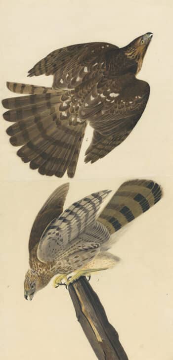 Audubon's Watercolors Pl. 36, Cooper's Hawk