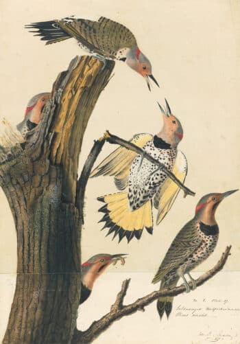 Audubon's Watercolors Pl. 37, Northern Flicker