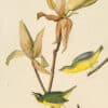 Audubon's Watercolors Pl. 38, Kentucky Warbler