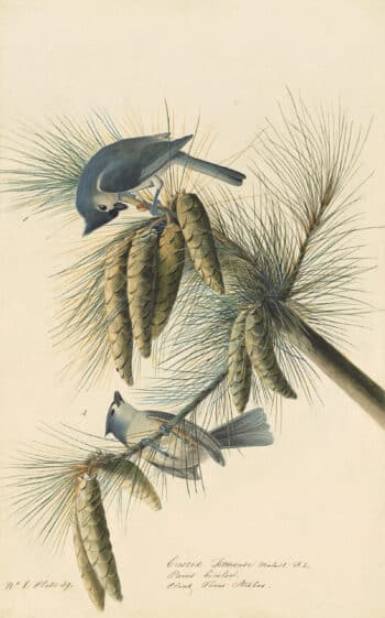 Audubon's Watercolors Pl. 39, Tufted Titmouse