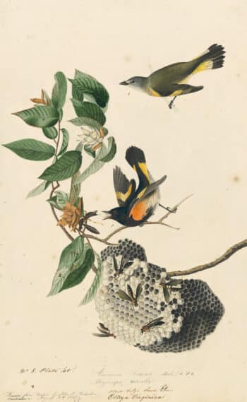 Audubon's Watercolors Pl. 40, American Redstart