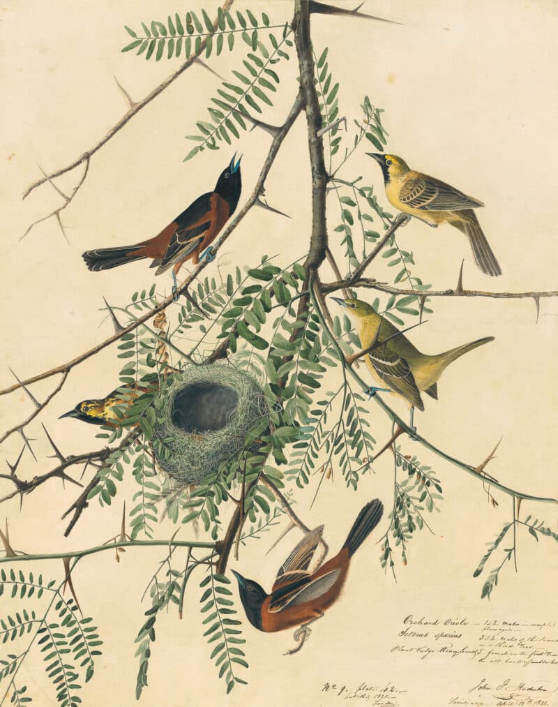 Audubon's Watercolors Pl. 42, Orchard Oriole