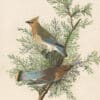 Audubon's Watercolors Pl. 43, Cedar Waxwing