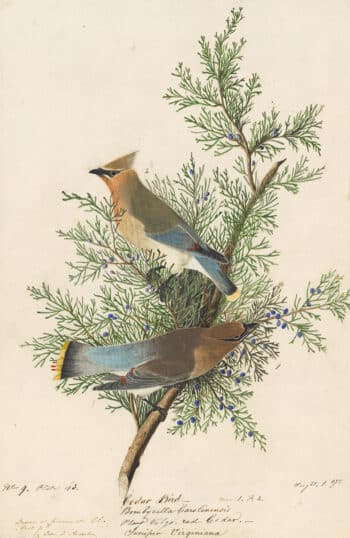 Audubon's Watercolors Pl. 43, Cedar Waxwing