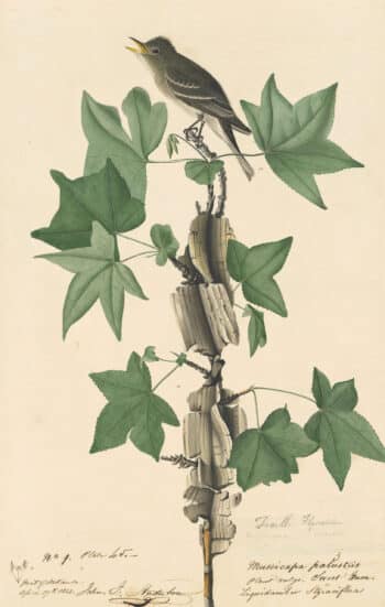 Audubon's Watercolors Pl. 45, Willow Flycatcher