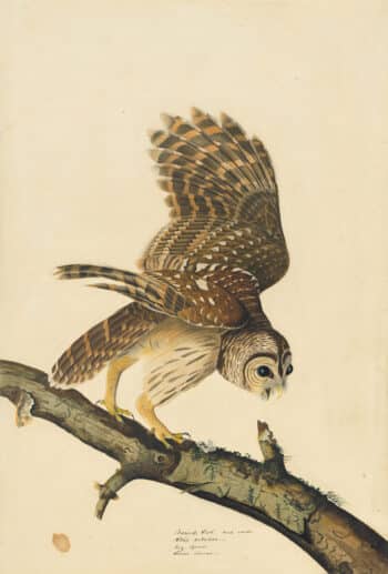 Audubon's Watercolors Pl. 46, Barred Owl