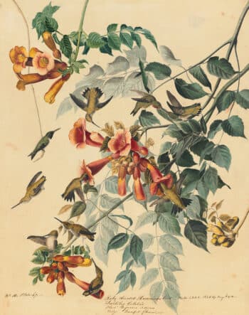 Audubon's Watercolors Pl. 47, Ruby-throated Hummingbird