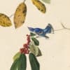 Audubon's Watercolors Pl. 48, Cerulean Warbler